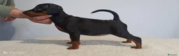 Pinscher Miniatura perros en venta: Pinscher miniatura (DISPONIBLES)  en Ciudad Real - Anuncio 2
