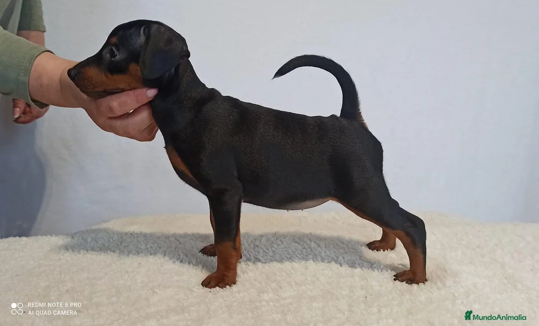 Pinscher Miniatura perros en venta: Pinscher miniatura (DISPONIBLES)  en Ciudad Real - Anuncio 2
