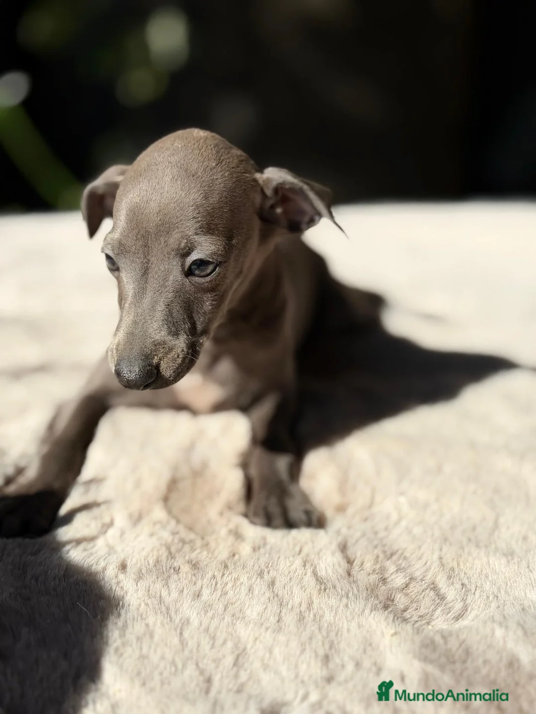 Pequeño Lebrel Italiano perros en venta: PICCOLO ITALIANO ISABELLA / BLUE - Anuncio 8