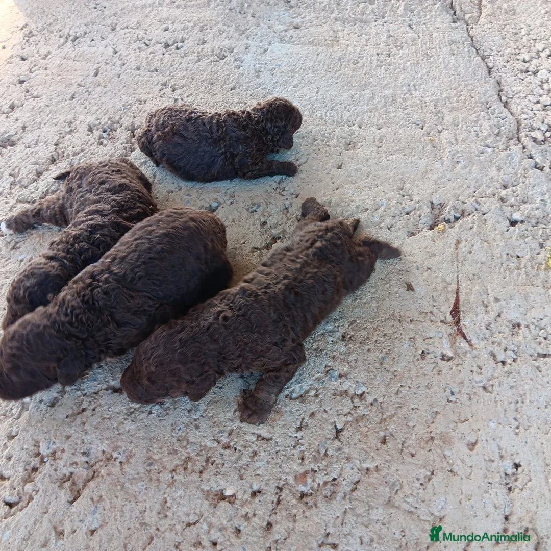 Perro de Agua Español perros en venta: Perro de agua chocolate  - Anuncio 9