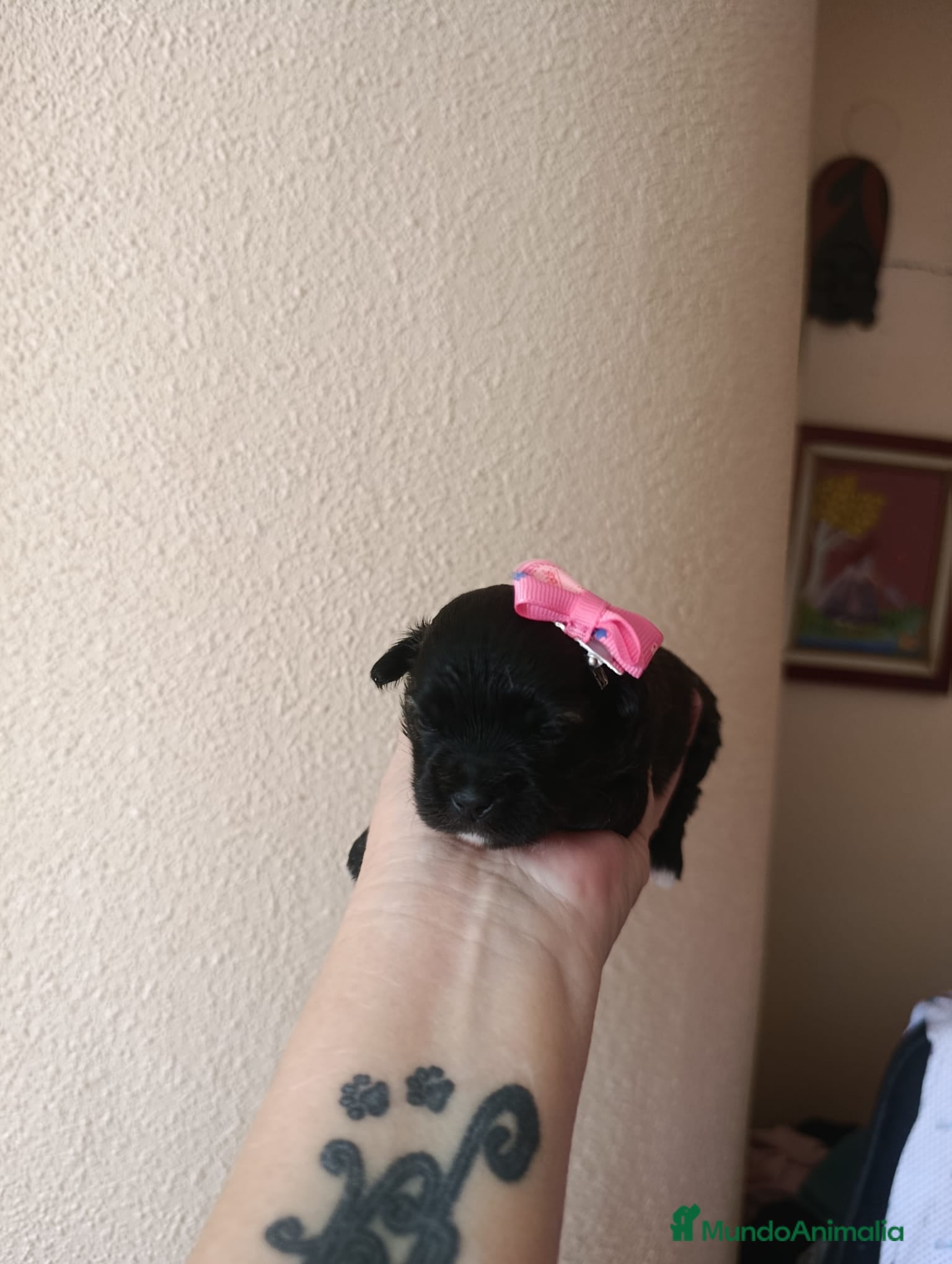 Maltipoo perros MALTIPOO MACHO NEGRO - Anuncio 17