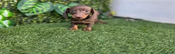 Teckel Miniatura perros en venta: TECKEL MINI & KANNINCHEN - Anuncio 4
