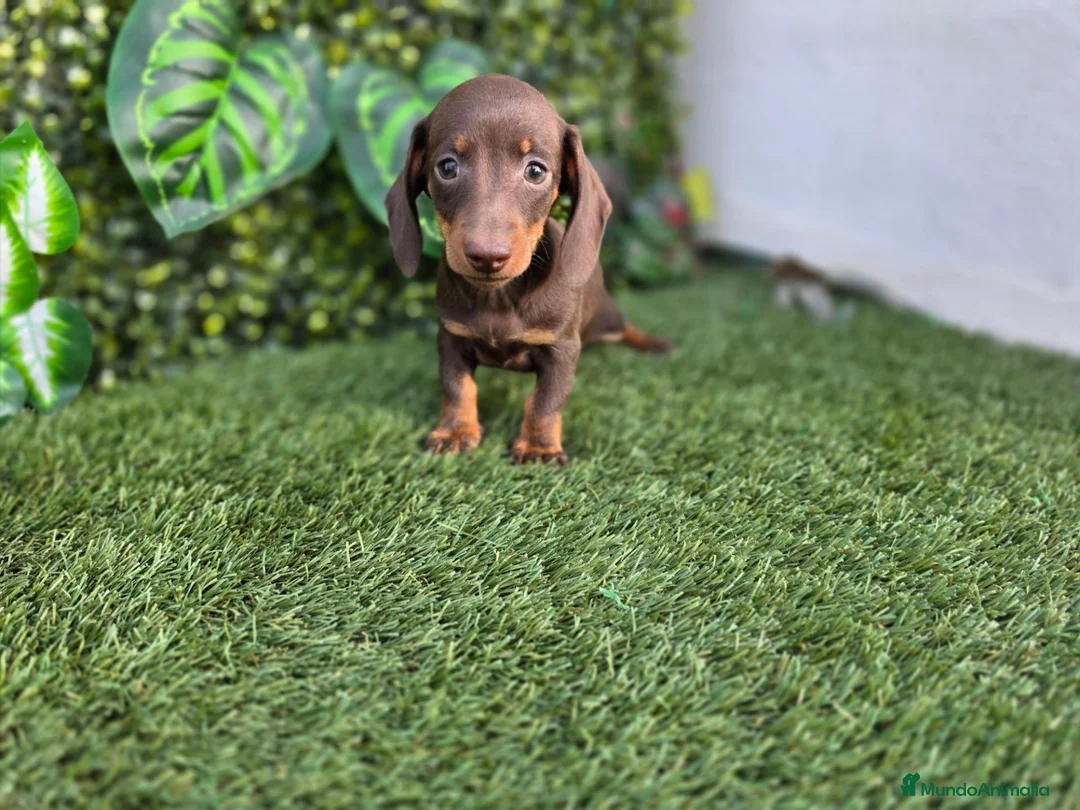 Teckel Miniatura perros en venta: TECKEL MINI & KANNINCHEN - Anuncio 4