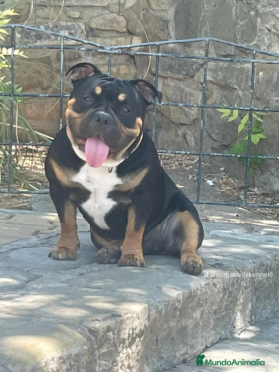 American Bully perros en venta: Cachorro de american bully  - Anuncio 1