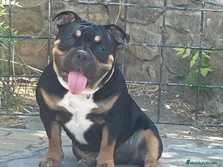 American Bully perros Cachorro de american bully - Anuncio 2