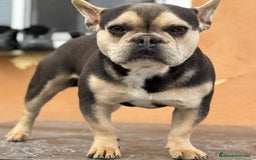 Bulldog Francés perros en venta: Bulldog francés Blue tan  - Imagen 3