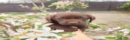 Labrador Retriever perros en venta: Espectaculares labradores retriever🐶🐾 en Córdoba - Anuncio 2