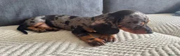 Teckel Miniatura perros en venta: TECKEL CALIDAD SUPREMA !  - Anuncio 5