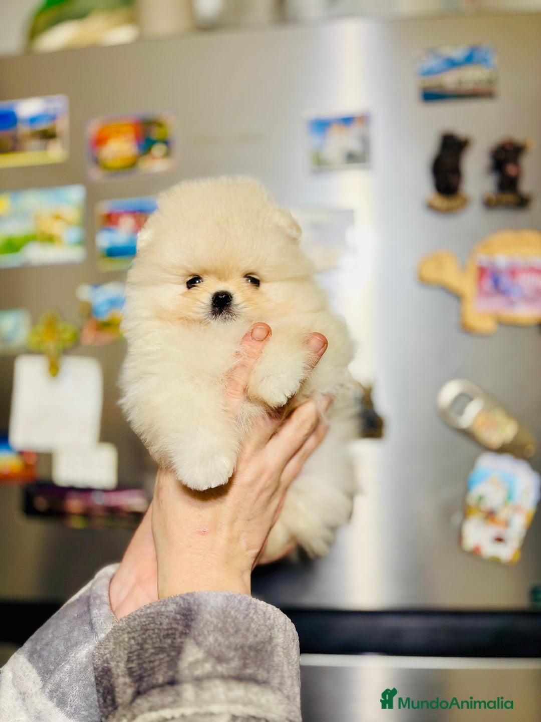 Pomerania perros en venta: Pomerania coreana  - Anuncio 1