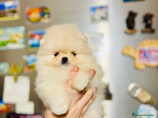 Pomerania perros Pomerania coreana - Anuncio 1