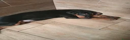 Dobermann perros en venta: Doberman europeos  - Anuncio 3