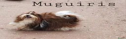 Bichón Habanero perros en venta: Muguiris Macho 4 - Anuncio 5