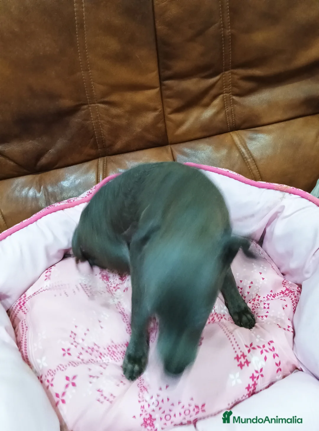 Pequeño Lebrel Italiano perros en venta: Piccolo lebrel blue - Anuncio 6