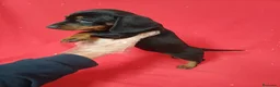 Teckel Miniatura perros en venta: Teckel Mini Negro y Fuego  - Anuncio 2