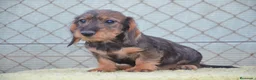 Teckel perros en venta: teckel de pelo duro - Anuncio 6
