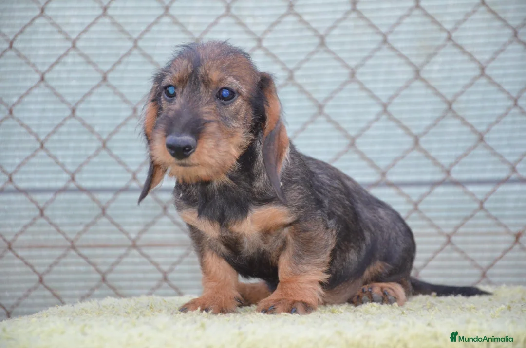 Teckel perros en venta: teckel de pelo duro - Anuncio 6