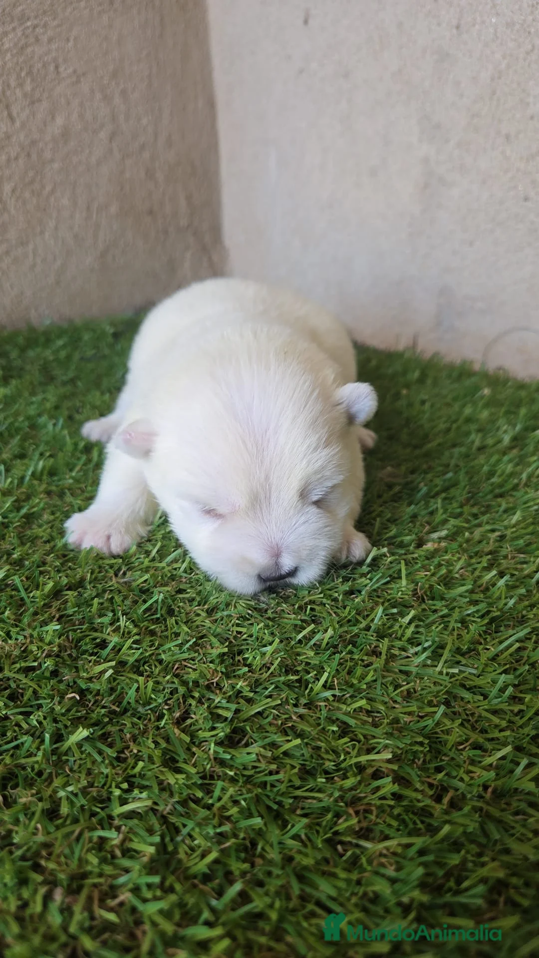 West Highland White Terrier perros en venta: Westy  - Anuncio 2