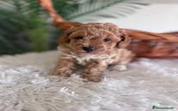 Caniche Toy perros en venta: CANICHE TOY MACHO - Imagen 11