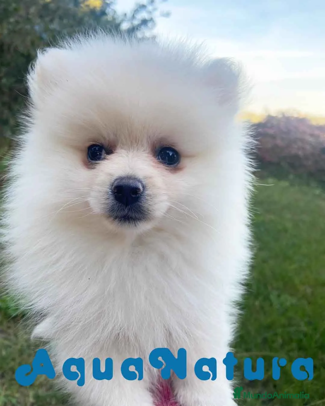 Pomerania perros en venta:  Pomerania Hembra 7520 - AQUANATURA en Barcelona - Anuncio 1