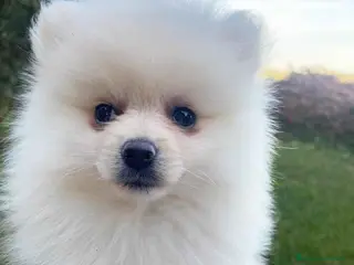 Pomerania perros Pomerania Hembra 7520 - AQUANATURA en Barcelona - Anuncio 24