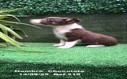 Border Collie perros en venta: Border Collie Chocolate - Imagen 9