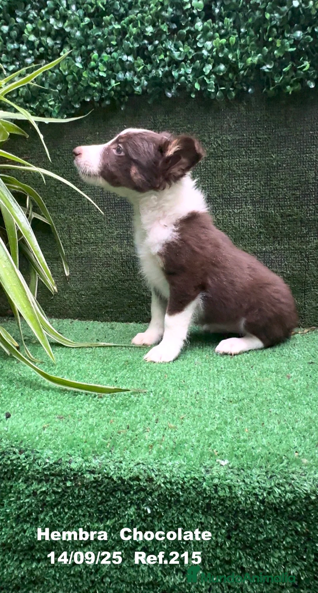 Border Collie perros en venta: Border Collie Chocolate - Anuncio 9