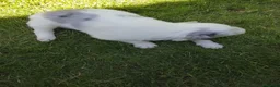 Border Collie perros en venta: Preciosa camada de border collie  - Anuncio 3