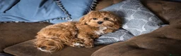 Maltipoo perros en venta: Malipoo - Anuncio 1
