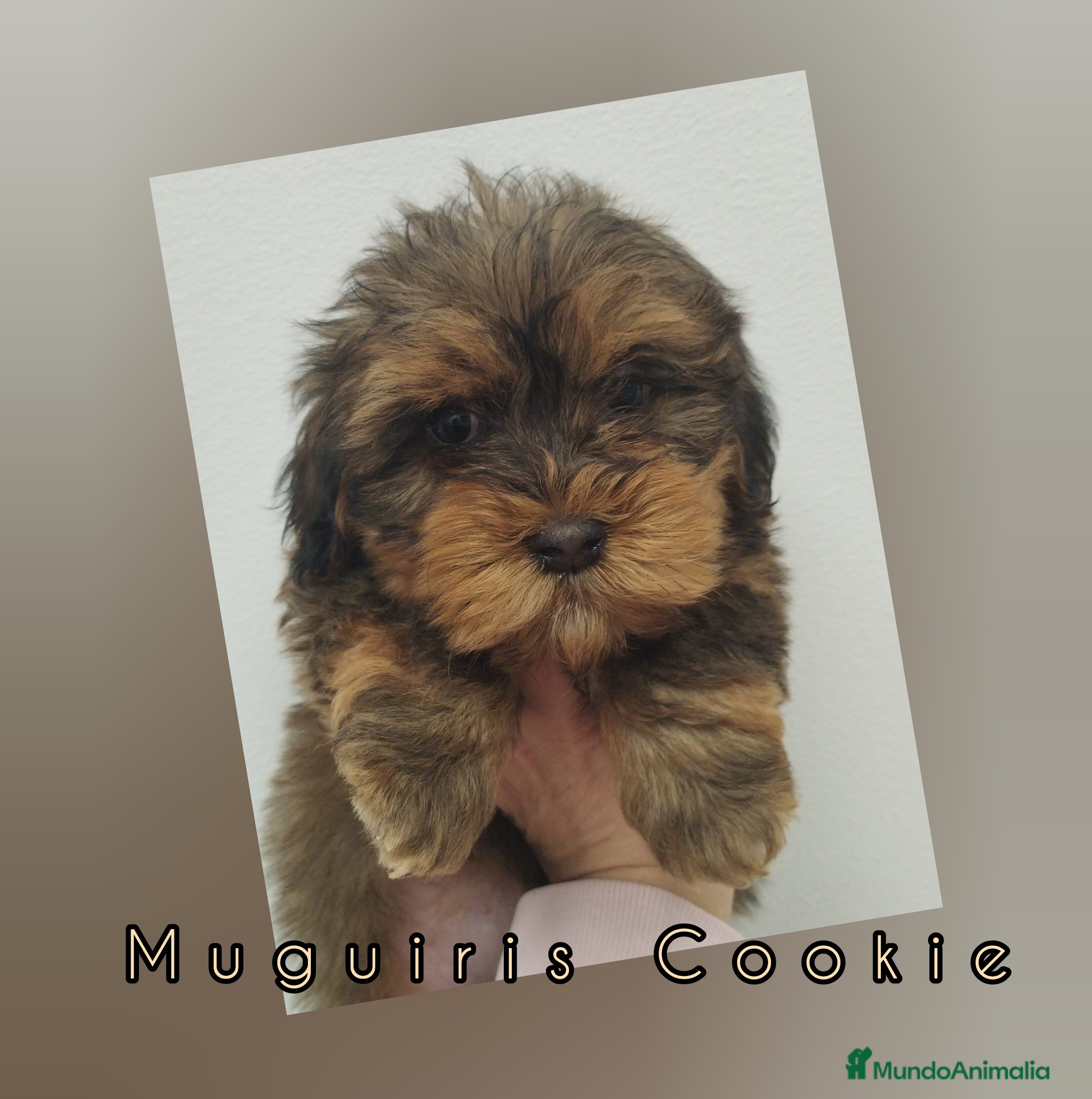 Bichón Habanero perros Muguiris Cookie - Anuncio 1