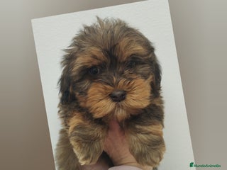 Bichón Habanero perros Muguiris Cookie - Anuncio 1