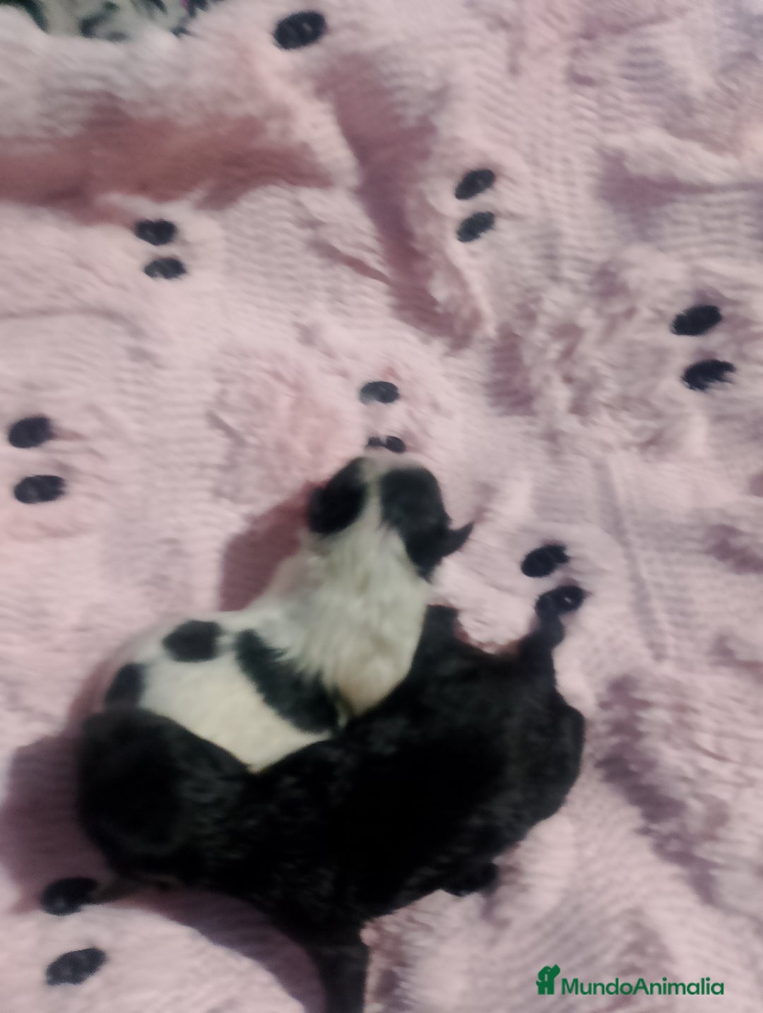 Pomerania perros en venta: Hembras de pomerania enanas  - Anuncio 1