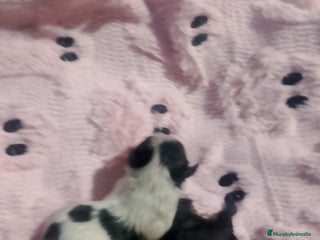 Pomerania perros Hembras de pomerania enanas - Anuncio 1