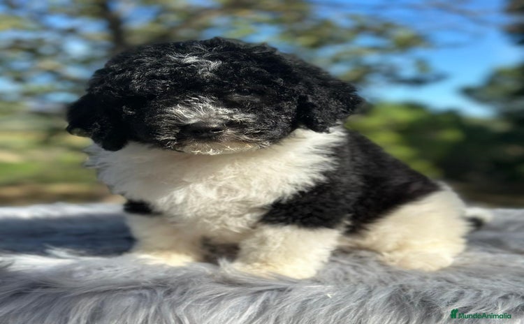 Perro de Agua Español perros - Anuncio 3