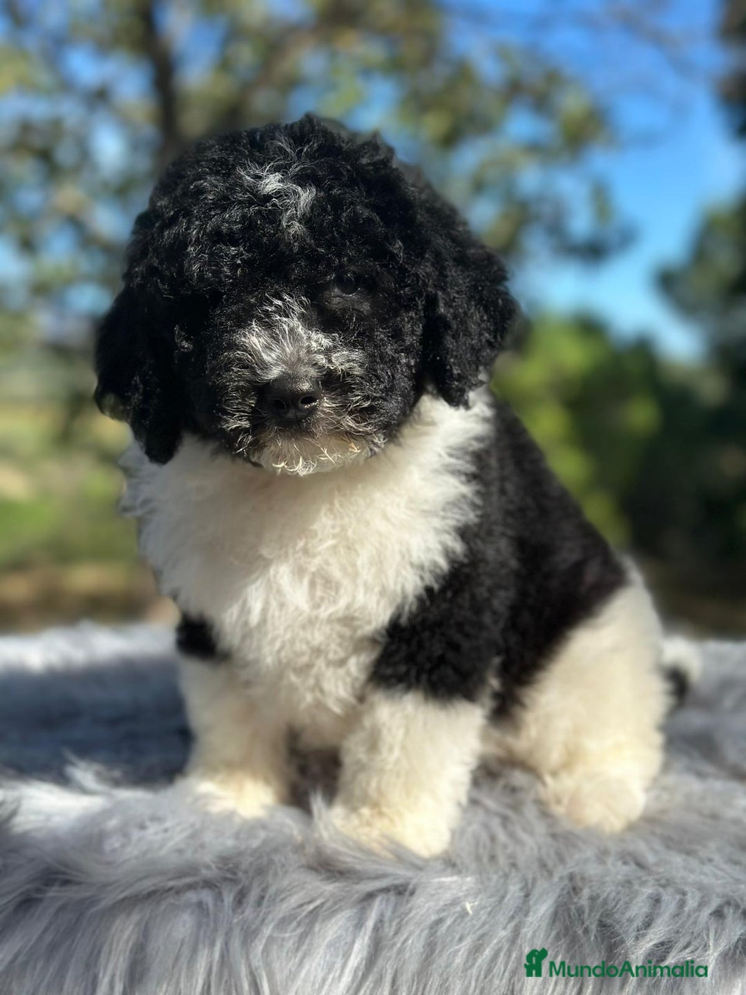 Perro de Agua Español perros en venta: Perro de aguas español - Imagen 1