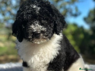 Perro de Agua Español perros - Anuncio 3