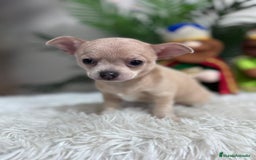 Chihuahua perros en venta: CHIHUAHUA HEMBRA - Anuncio 4