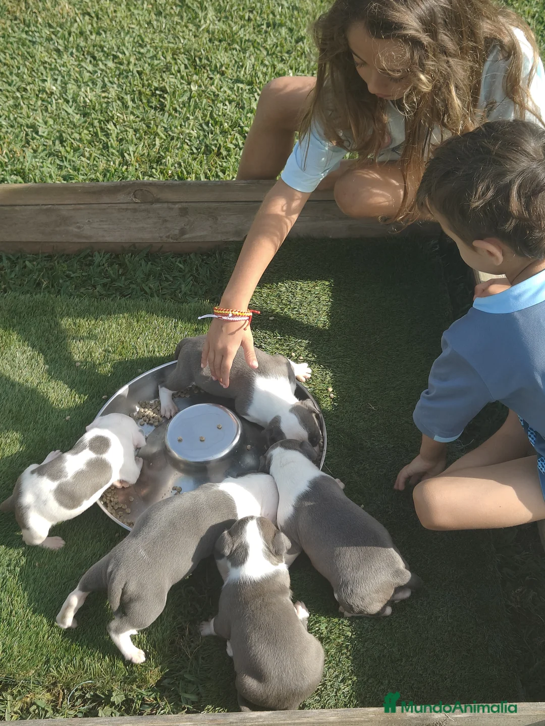 American Pit Bull Terrier perros en venta: Cachorros blue Amstaff - Anuncio 1