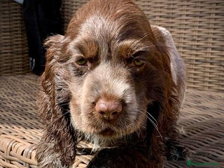 Cocker Spaniel Inglés perros en Illes Balears - Anuncio 10