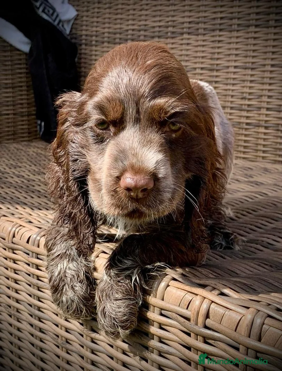 Cocker Spaniel Inglés perros en venta: Cocker Spaniel en Illes Balears - Anuncio 1