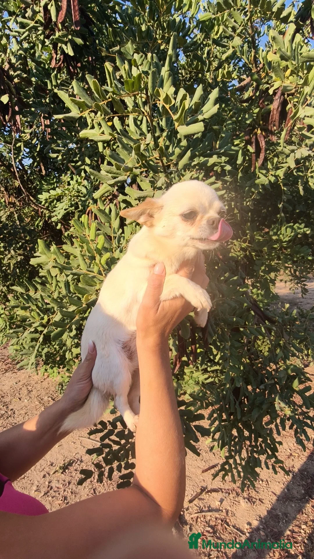 Chihuahua perros en venta: Chihuahua Toy adulta - Anuncio 2