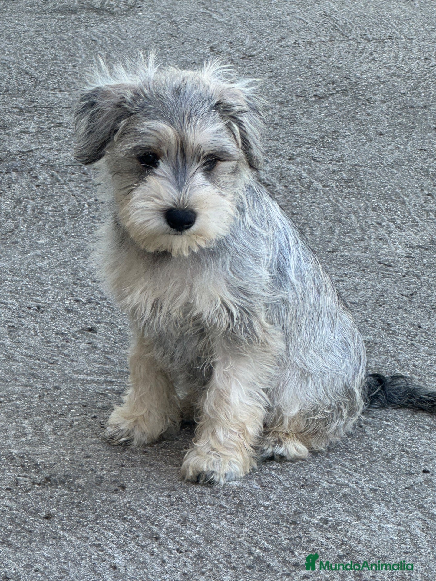 Schnauzer Miniatura perros SCHNAUZER MINI - Anuncio 1