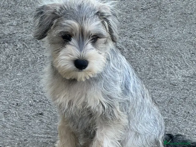 Schnauzer Miniatura perros SCHNAUZER MINI - Anuncio 1