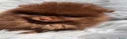 Pomerania perros en venta: Pomerania cara oso chocolate  - Anuncio 2