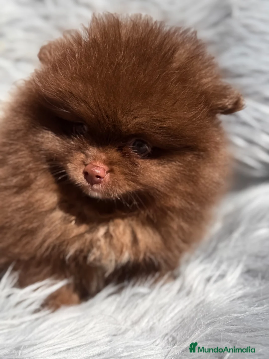 Pomerania perros en venta: Pomerania cara oso chocolate  - Anuncio 2