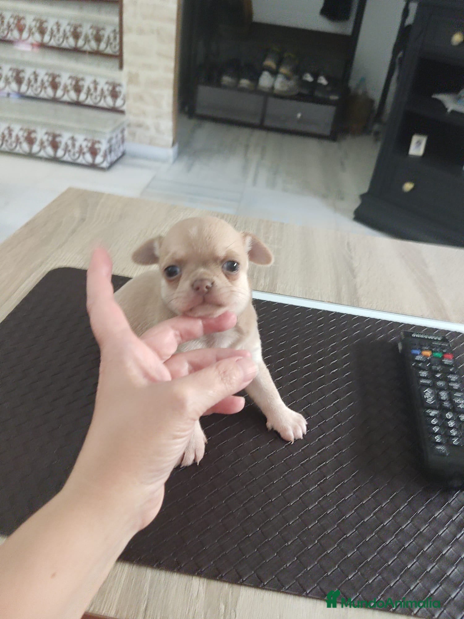 Chihuahua perros en venta: Disponible Chihuahuas Rusos Machos - Anuncio 8