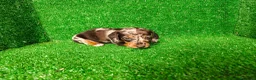 Teckel Miniatura perros en venta: Teckel miniatura  - Anuncio 8