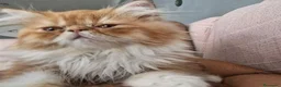 Persa gatos en venta: Persa en Granada - Anuncio 2