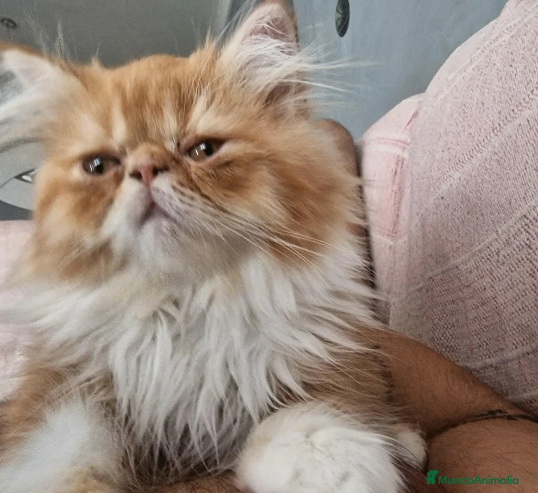 Persa gatos en venta: Persa en Granada - Anuncio 2