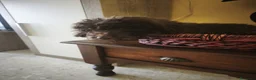 Perro de Agua Español perros en venta: Perra de agua - Anuncio 5