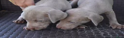 Weimaraner perros en venta: Weimaraner disponibles. en Valencia - Anuncio 6